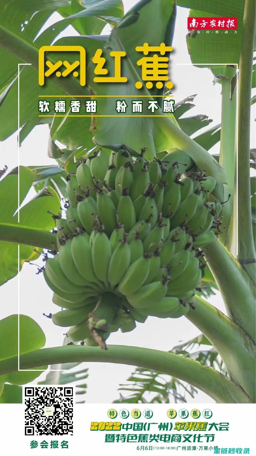 延长香蕉保鲜期的小窍门，你一定要知道 (延长香蕉保存时间)